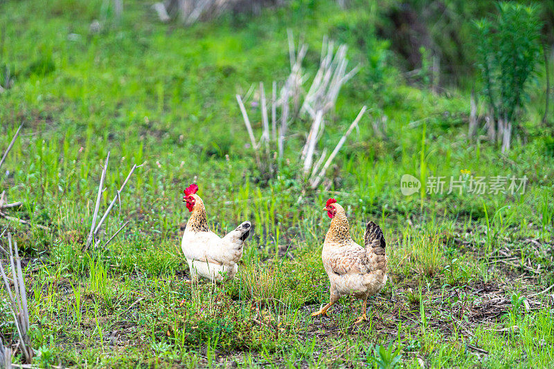 Free Range Chicken